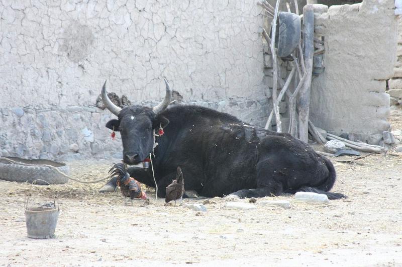 144 An Yak in the family yard.jpg